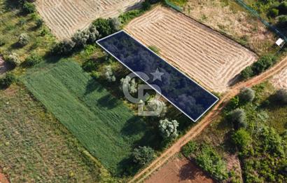 Çanakkale Lapseki Dışbudak Köyü 524 m² Yolu Olan Satılık Tarla