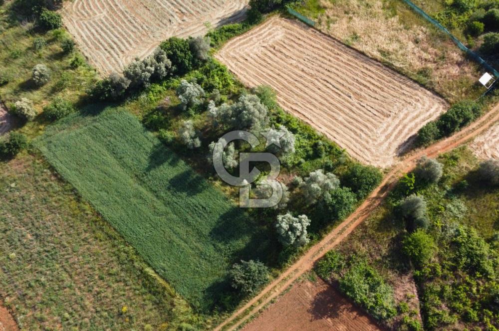 Çanakkale Lapseki Dışbudak Köyü 524 m² Yolu Olan Satılık Tarla