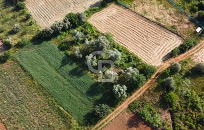 Çanakkale Lapseki Dışbudak Köyü 524 m² Yolu Olan Satılık Tarla