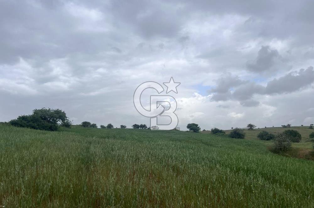 BALIKESİR KARESİ KALAYCILAR'DA SATILIK TARLA..! 11.609 m2