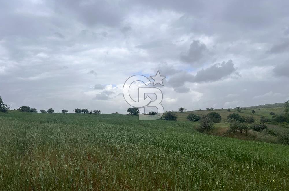 BALIKESİR KARESİ KALAYCILAR'DA SATILIK TARLA..! 11.609 m2