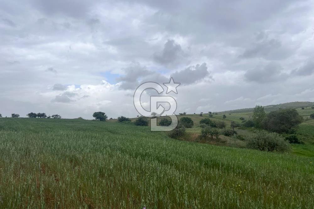BALIKESİR KARESİ KALAYCILAR'DA SATILIK TARLA..! 11.609 m2