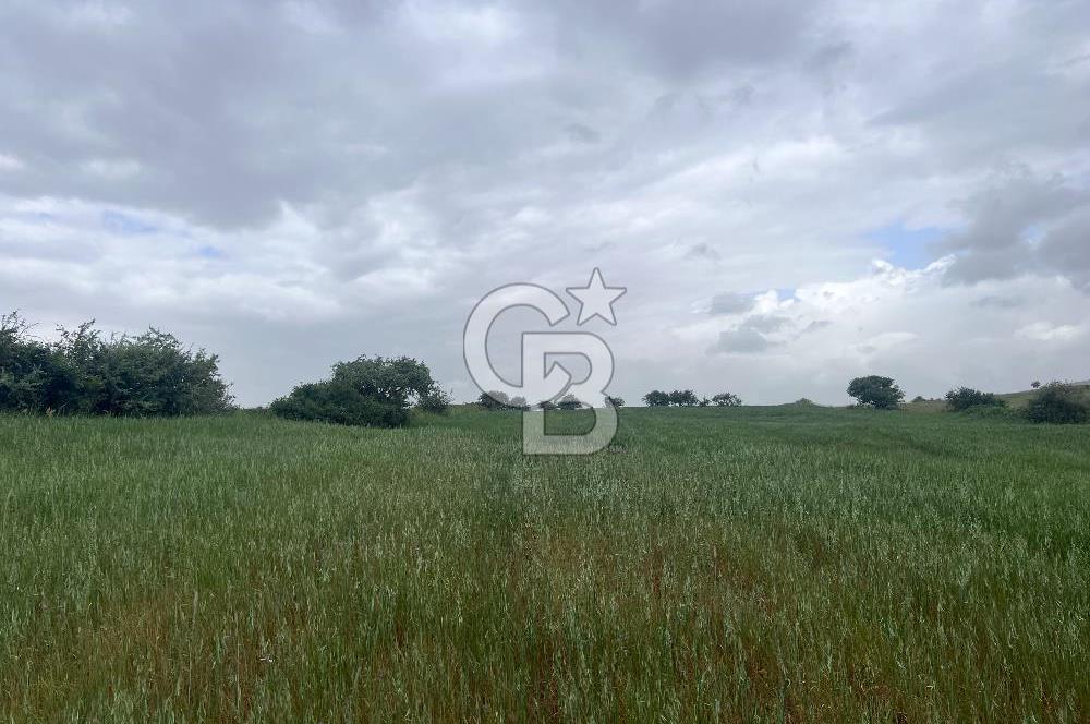 BALIKESİR KARESİ KALAYCILAR'DA SATILIK TARLA..! 11.609 m2
