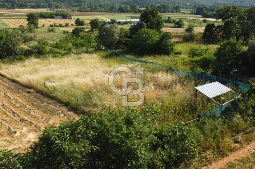 Çanakkale Lapseki Dışbudak Köyü 983 m² Yolu Olan Satılık Tarla