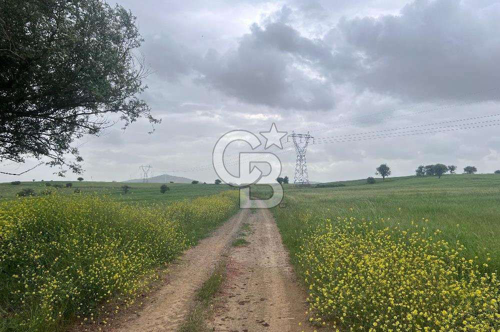 BALIKESİR KARESİ NAİPLİ'DE YOLA CEPHE, EMSALSİZ TARLA! 21.330 m2
