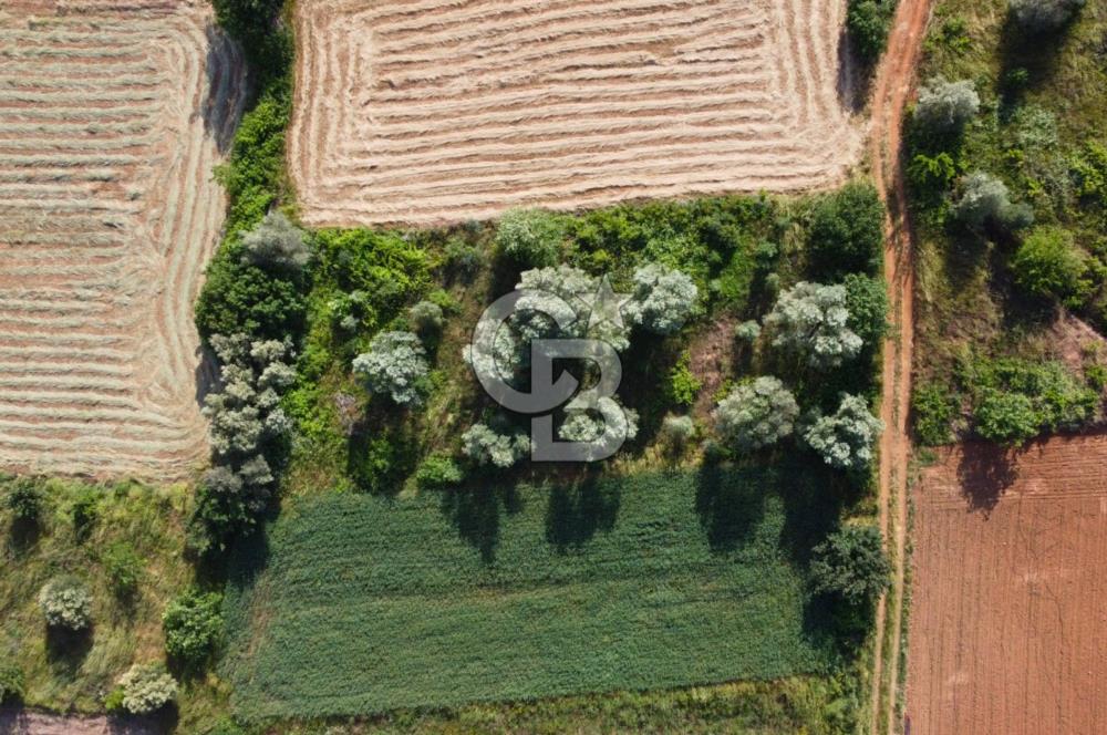 Çanakkale Lapseki Dışbudak Köyü 524 m² Yolu Olan Satılık Tarla
