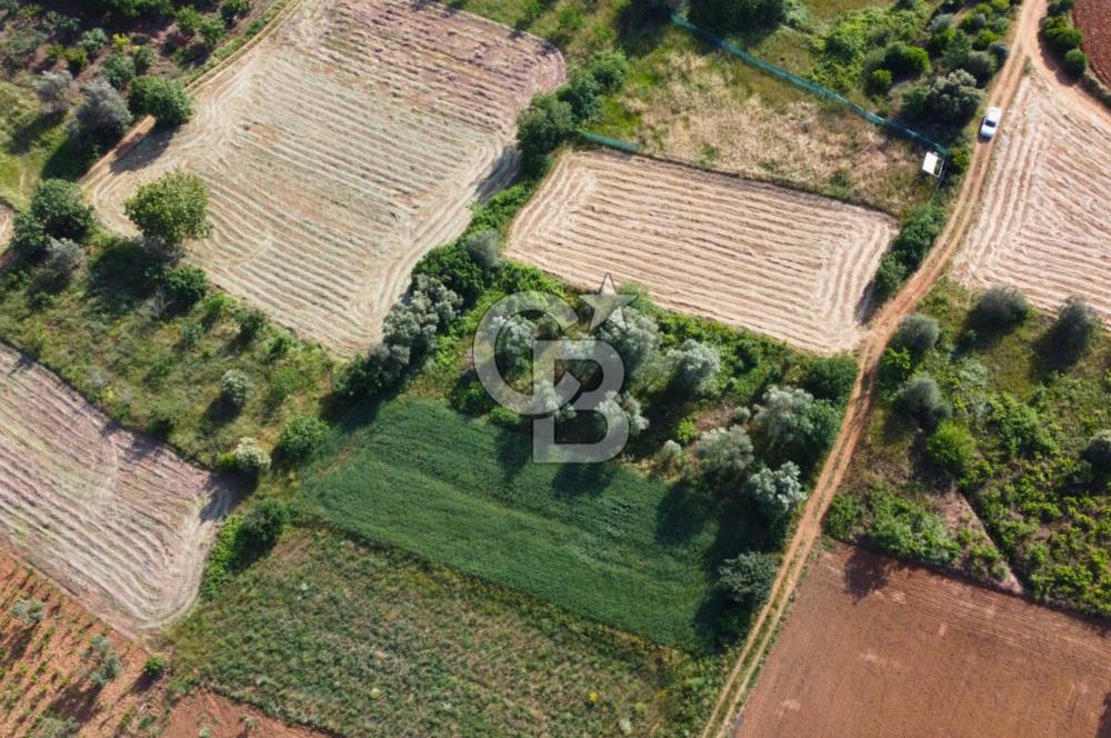Çanakkale Lapseki Dışbudak Köyü 524 m² Yolu Olan Satılık Tarla
