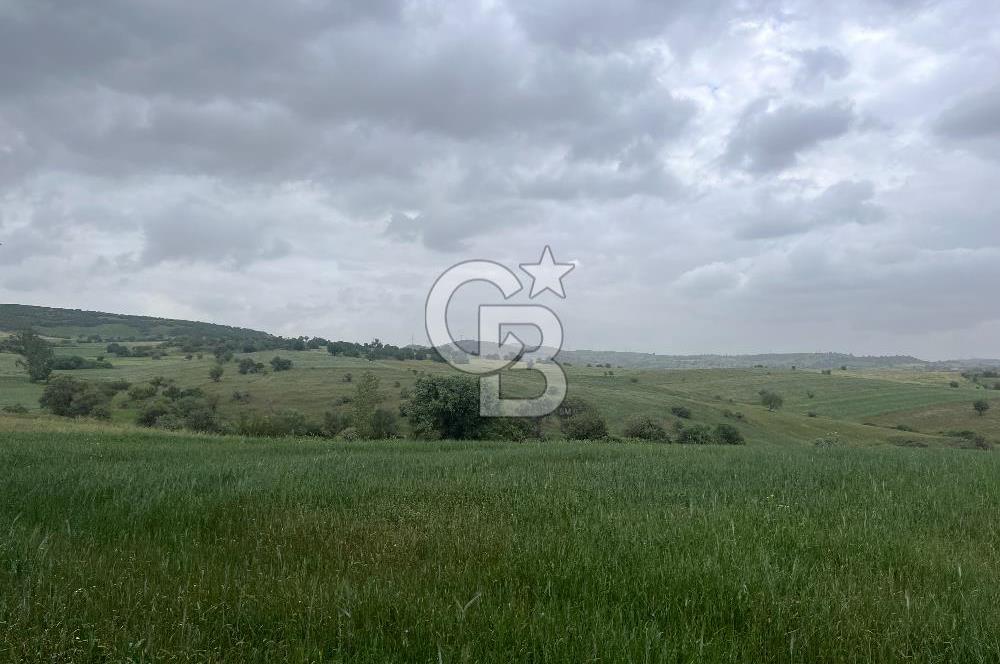 BALIKESİR KARESİ KALAYCILAR'DA SATILIK TARLA..! 11.609 m2