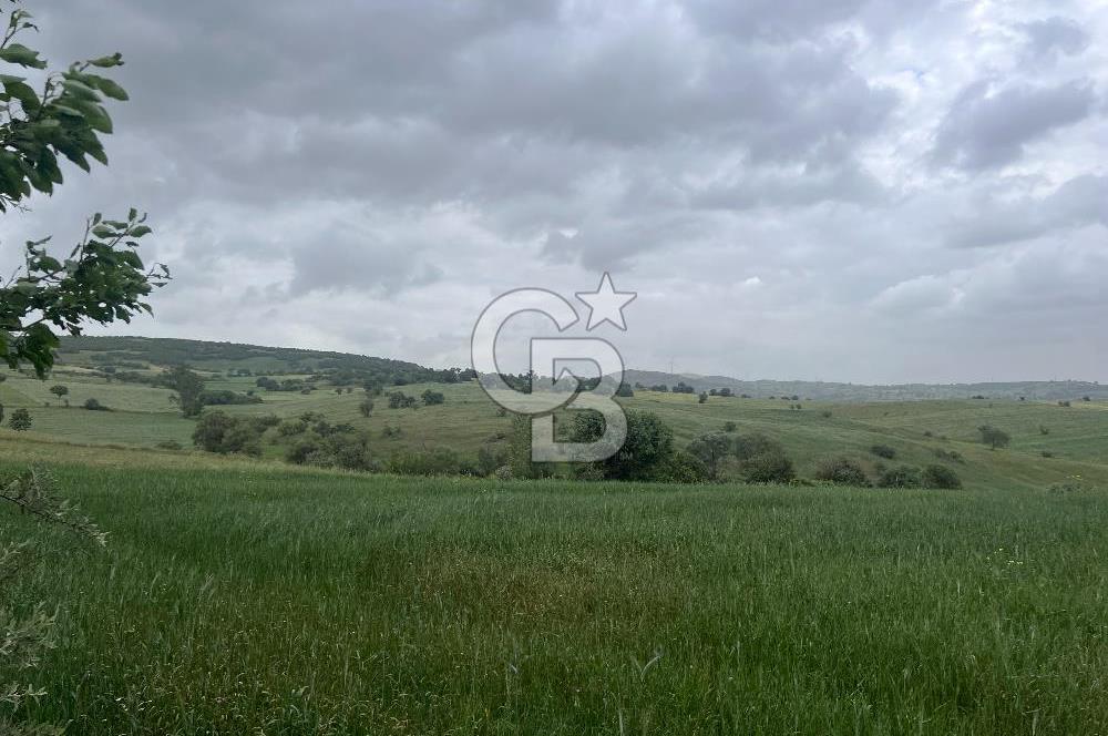 BALIKESİR KARESİ KALAYCILAR'DA SATILIK TARLA..! 11.609 m2