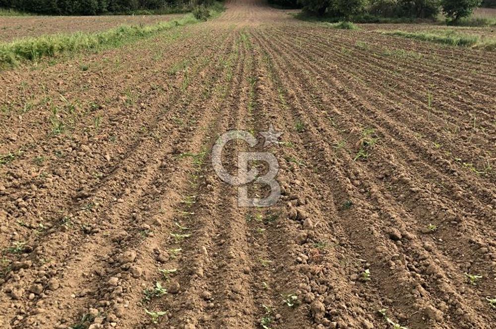 Edirne Uzunköprü Kırkkavak Köyü'nde Köy İçinde Satılık Tarlalar