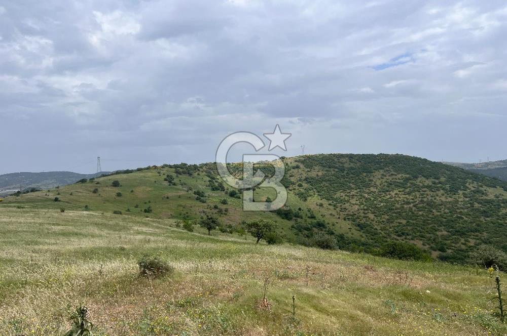 BALIKESİR ALTIEYLÜL AYVATLAR'DA MUHTEŞEM MANZARALI TARLA! 8563m2