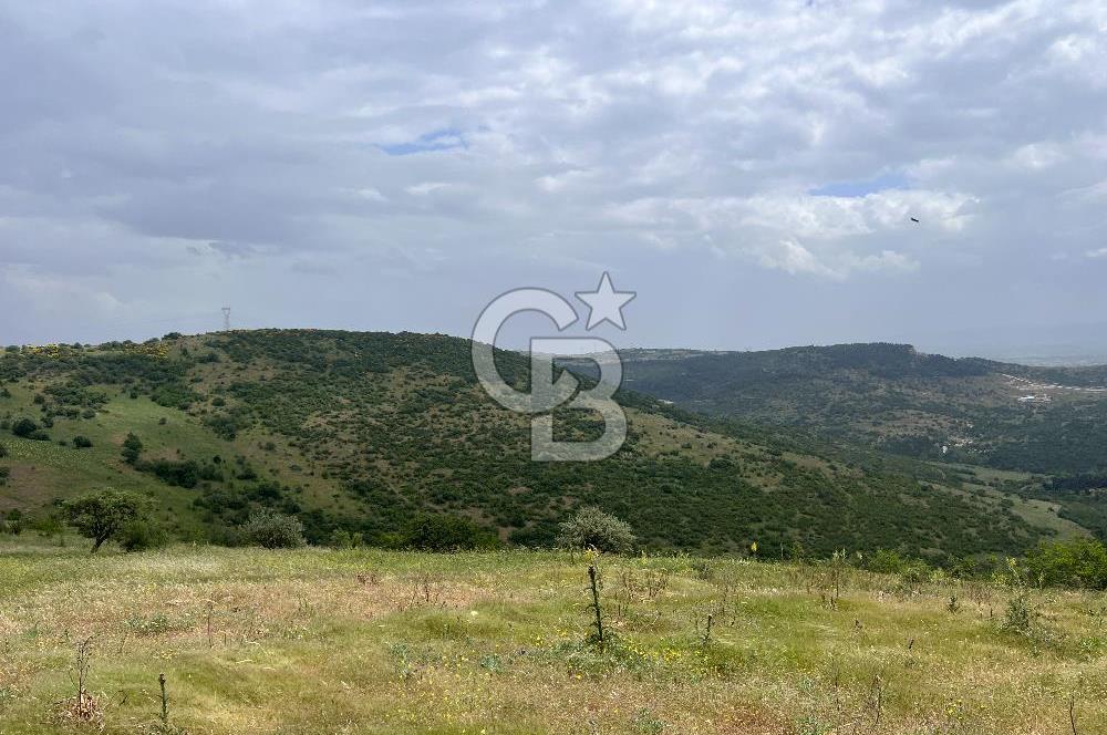 BALIKESİR ALTIEYLÜL AYVATLAR'DA MUHTEŞEM MANZARALI TARLA! 8563m2