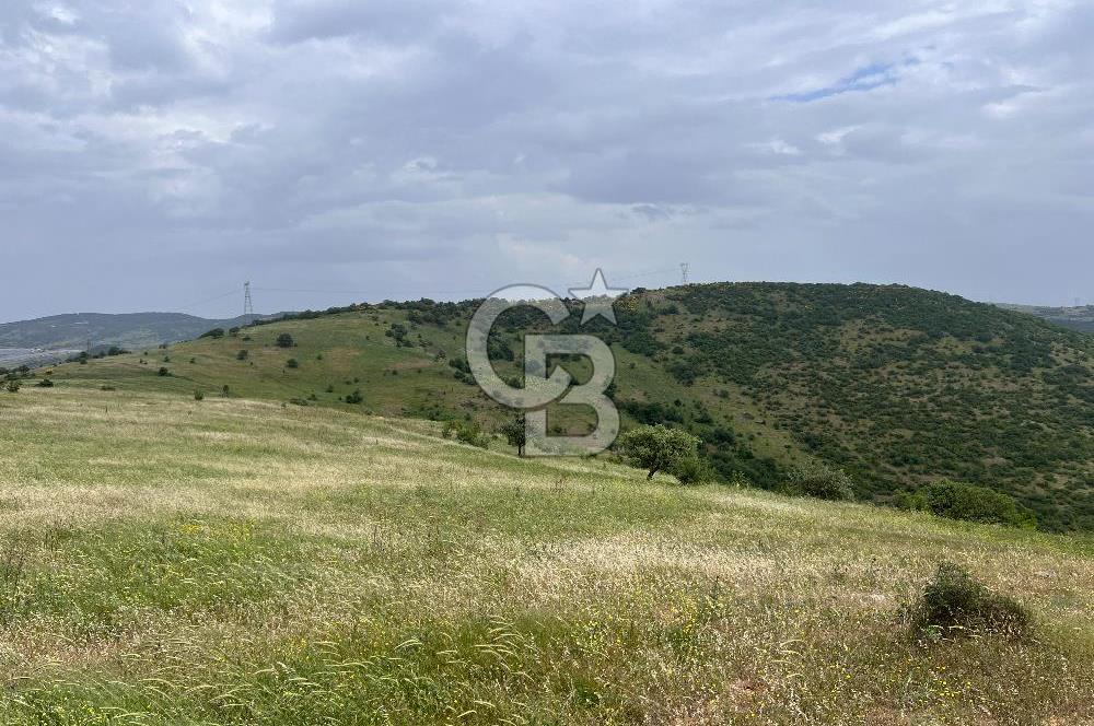 BALIKESİR ALTIEYLÜL AYVATLAR'DA MUHTEŞEM MANZARALI TARLA! 8563m2