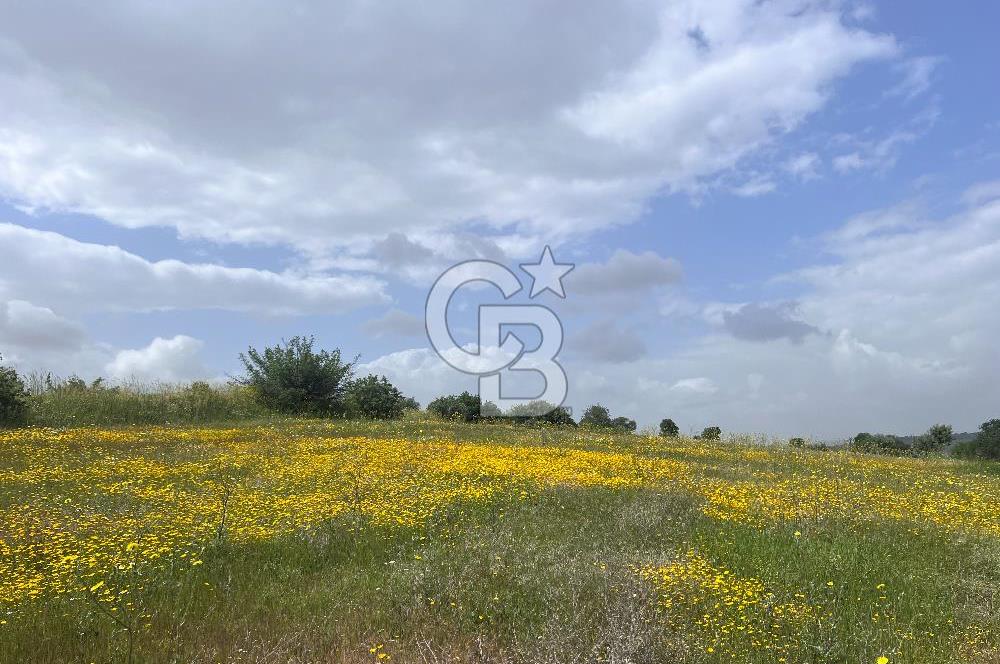 BALIKESİR ALTIEYLÜL DEREKÖY'DE KADASTRO YOLU OLAN TARLA! 7.593M2