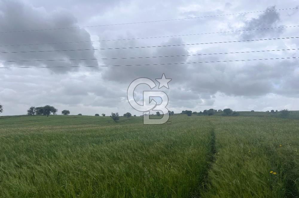 BALIKESİR KARESİ NAİPLİ'DE YOLA CEPHE, EMSALSİZ TARLA! 21.330 m2