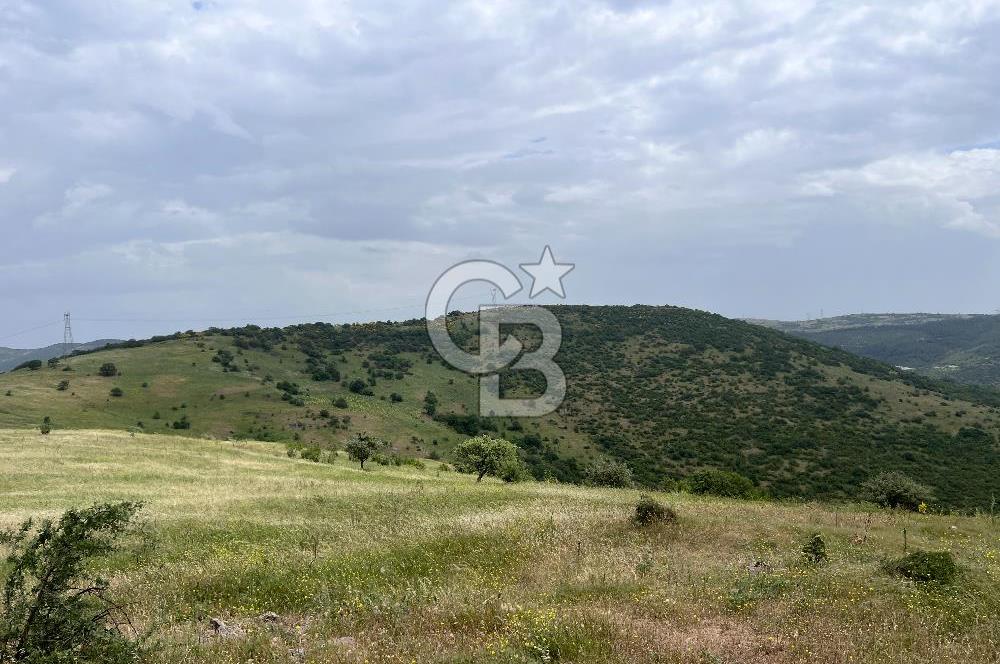 BALIKESİR ALTIEYLÜL AYVATLAR'DA MUHTEŞEM MANZARALI TARLA! 8563m2