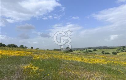 BALIKESİR ALTIEYLÜL DEREKÖY'DE KADASTRO YOLU OLAN TARLA! 7.593M2
