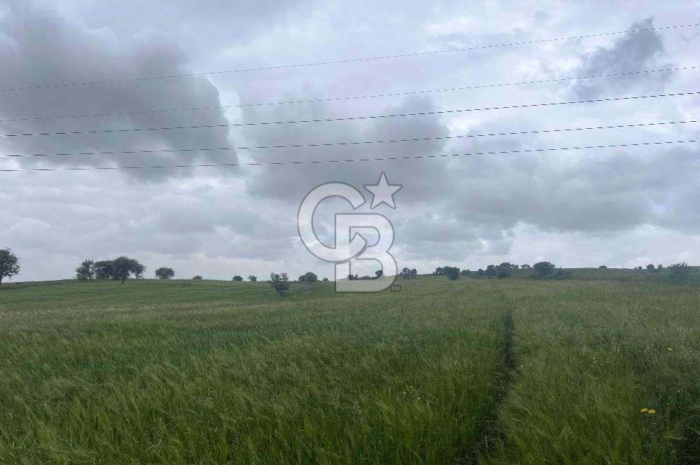 BALIKESİR KARESİ NAİPLİ'DE YOLA CEPHE, EMSALSİZ TARLA! 21.330 m2