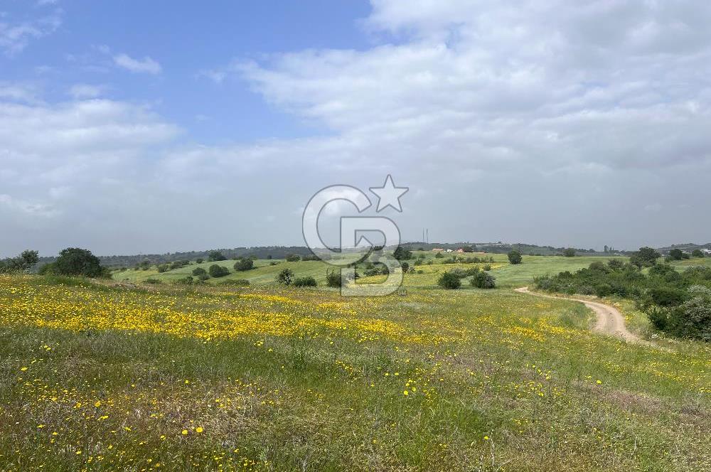 BALIKESİR ALTIEYLÜL DEREKÖY'DE KADASTRO YOLU OLAN TARLA! 7.593M2