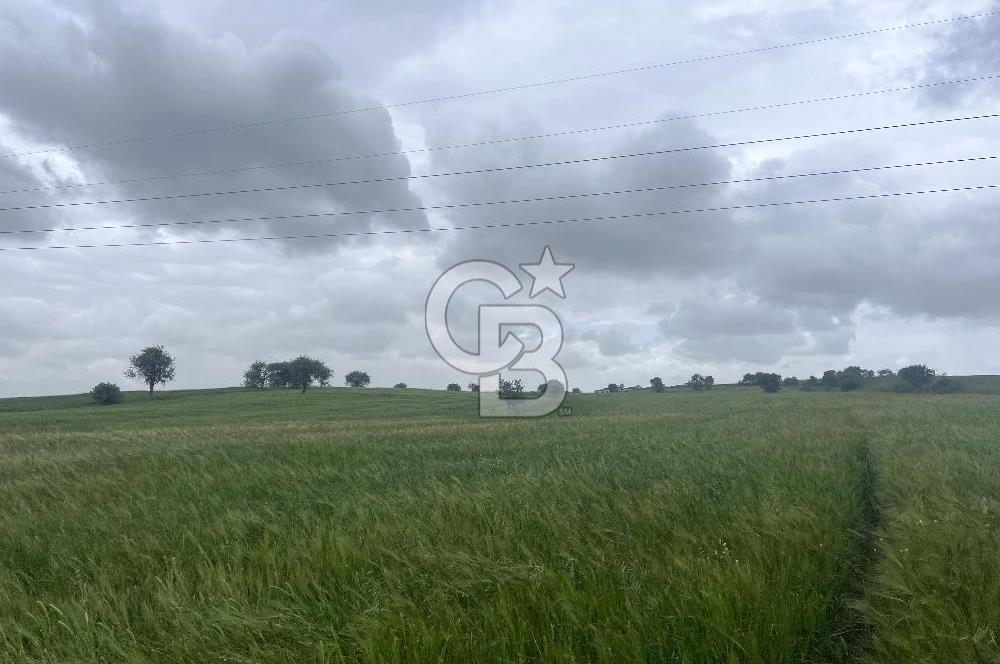 BALIKESİR KARESİ NAİPLİ'DE YOLA CEPHE, EMSALSİZ TARLA! 21.330 m2