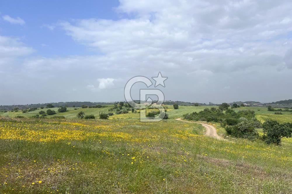 BALIKESİR ALTIEYLÜL DEREKÖY'DE KADASTRO YOLU OLAN TARLA! 7.593M2