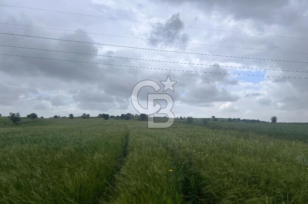 BALIKESİR KARESİ NAİPLİ'DE YOLA CEPHE, EMSALSİZ TARLA! 21.330 m2