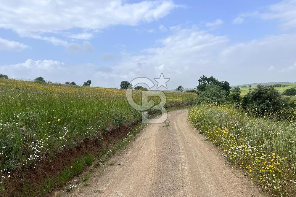 BALIKESİR ALTIEYLÜL DEREKÖY'DE KADASTRO YOLU OLAN TARLA! 7.593M2