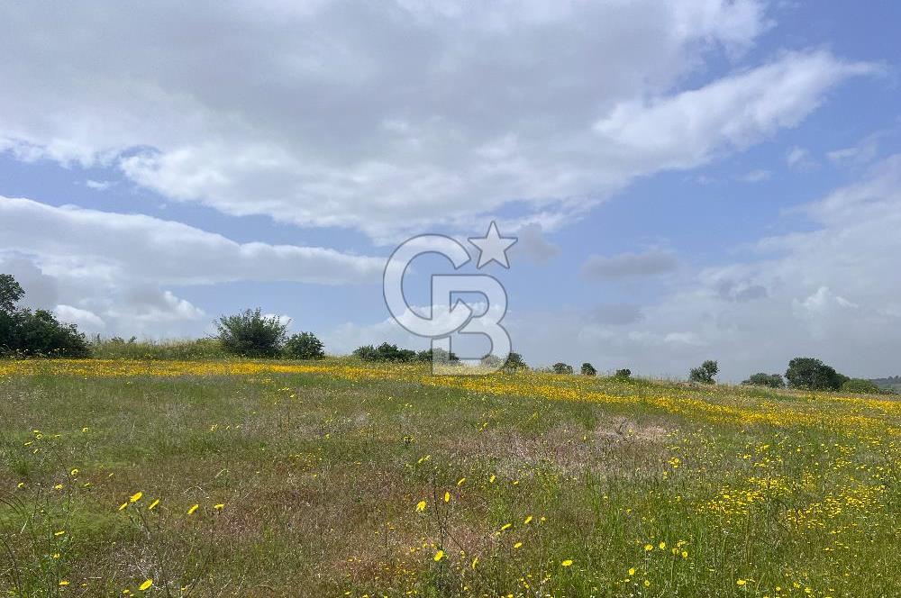 BALIKESİR ALTIEYLÜL DEREKÖY'DE KADASTRO YOLU OLAN TARLA! 7.593M2