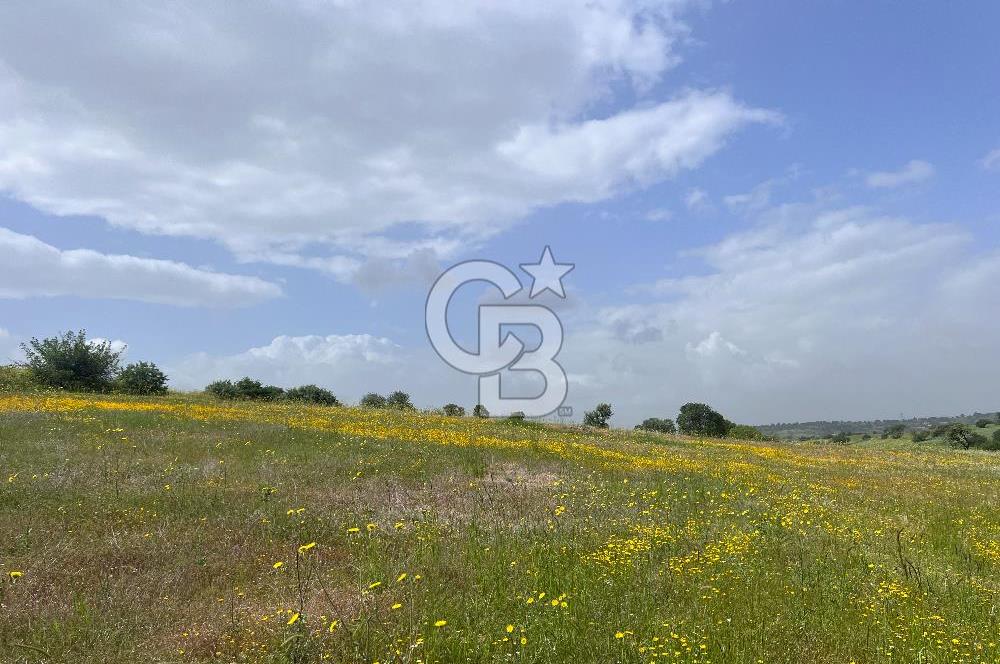 BALIKESİR ALTIEYLÜL DEREKÖY'DE KADASTRO YOLU OLAN TARLA! 7.593M2
