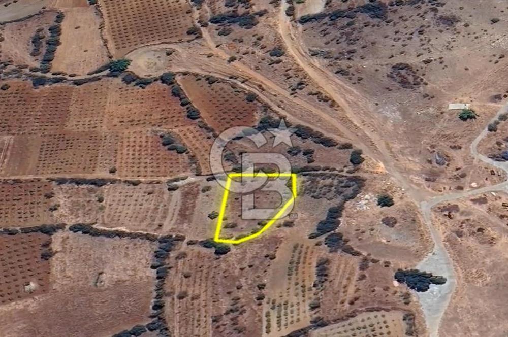 DENİZLİ BAHADINLAR  KÖYÜNDE  SATILIK  TARIM ARAZİSİ