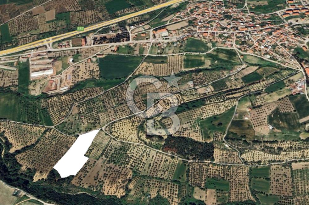 ÇANAKKALE İNTEPE'DE SATILIK ZEYTİNLİK