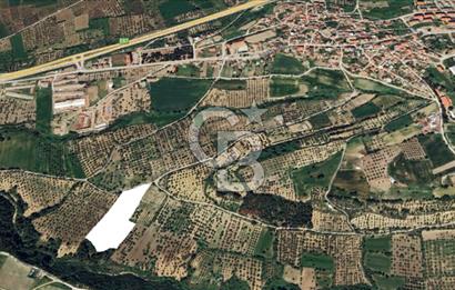 ÇANAKKALE İNTEPE'DE SATILIK ZEYTİNLİK