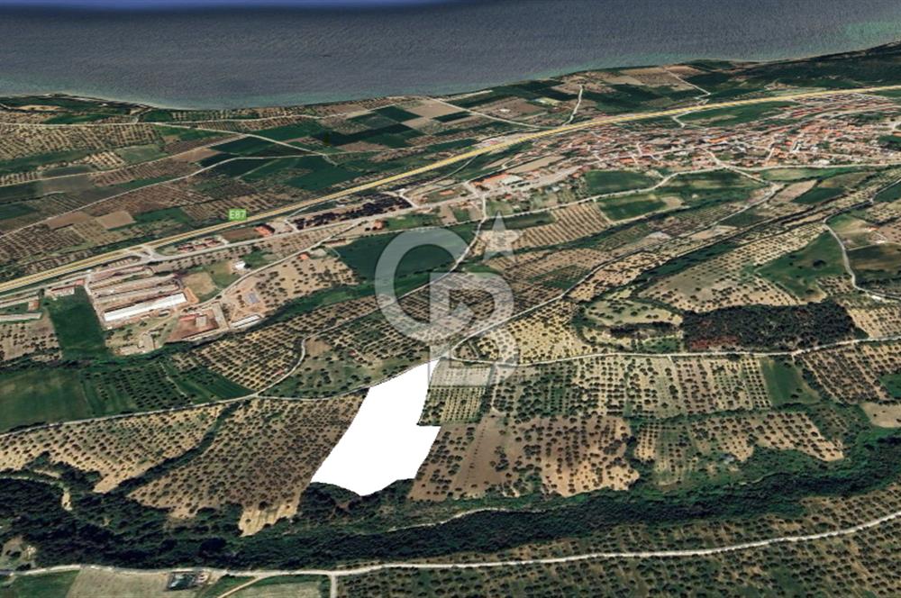 ÇANAKKALE İNTEPE'DE SATILIK ZEYTİNLİK