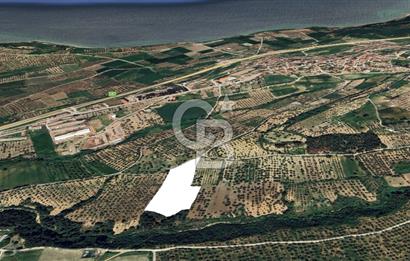 ÇANAKKALE İNTEPE'DE SATILIK ZEYTİNLİK