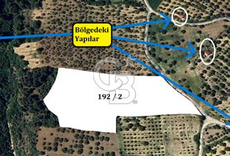 ÇANAKKALE İNTEPE'DE SATILIK ZEYTİNLİK