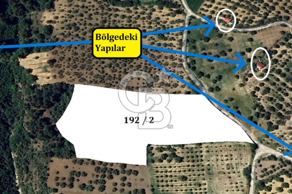 ÇANAKKALE İNTEPE'DE SATILIK ZEYTİNLİK
