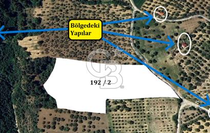 ÇANAKKALE İNTEPE'DE SATILIK ZEYTİNLİK