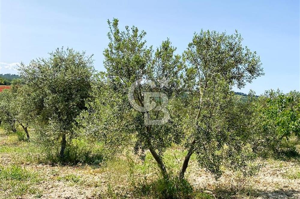 ÇANAKKALE İNTEPE'DE SATILIK ZEYTİNLİK