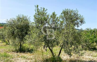 ÇANAKKALE İNTEPE'DE SATILIK ZEYTİNLİK