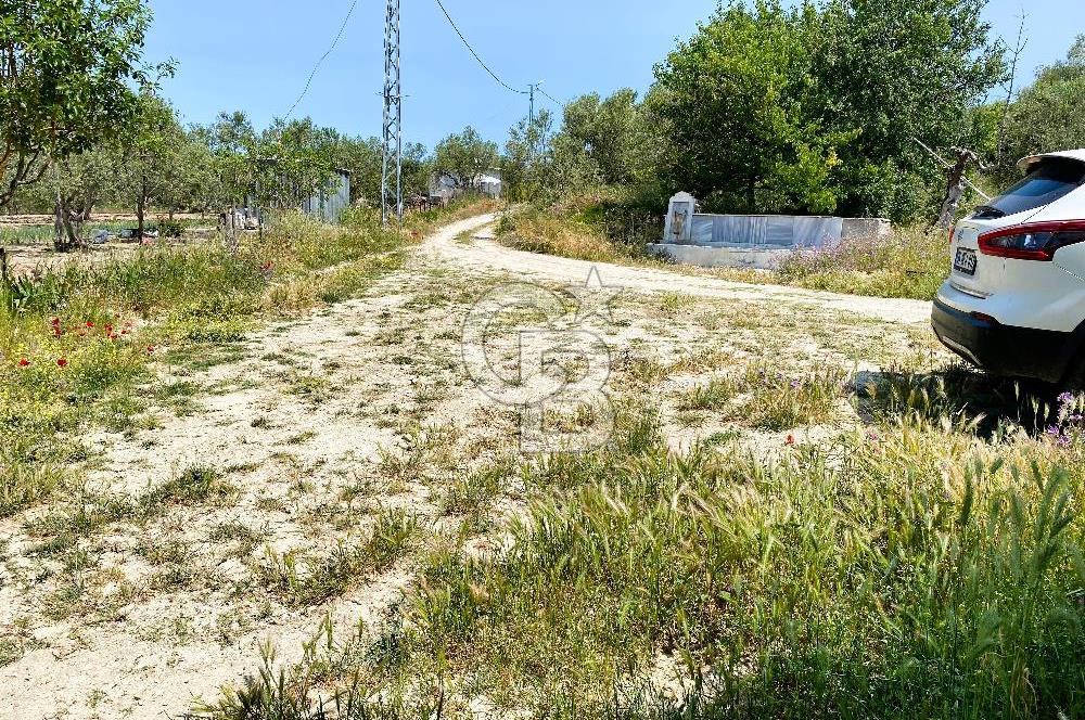 ÇANAKKALE İNTEPE'DE SATILIK ZEYTİNLİK