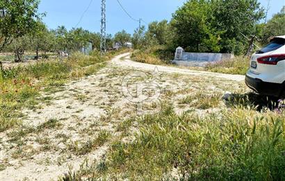 ÇANAKKALE İNTEPE'DE SATILIK ZEYTİNLİK