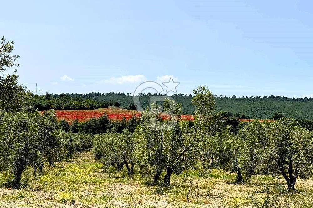 ÇANAKKALE İNTEPE'DE SATILIK ZEYTİNLİK