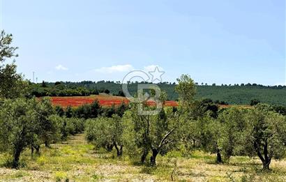 ÇANAKKALE İNTEPE'DE SATILIK ZEYTİNLİK