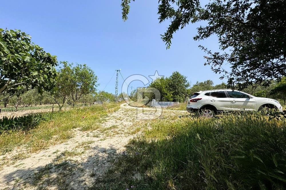 ÇANAKKALE İNTEPE'DE SATILIK ZEYTİNLİK