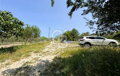 ÇANAKKALE İNTEPE'DE SATILIK ZEYTİNLİK