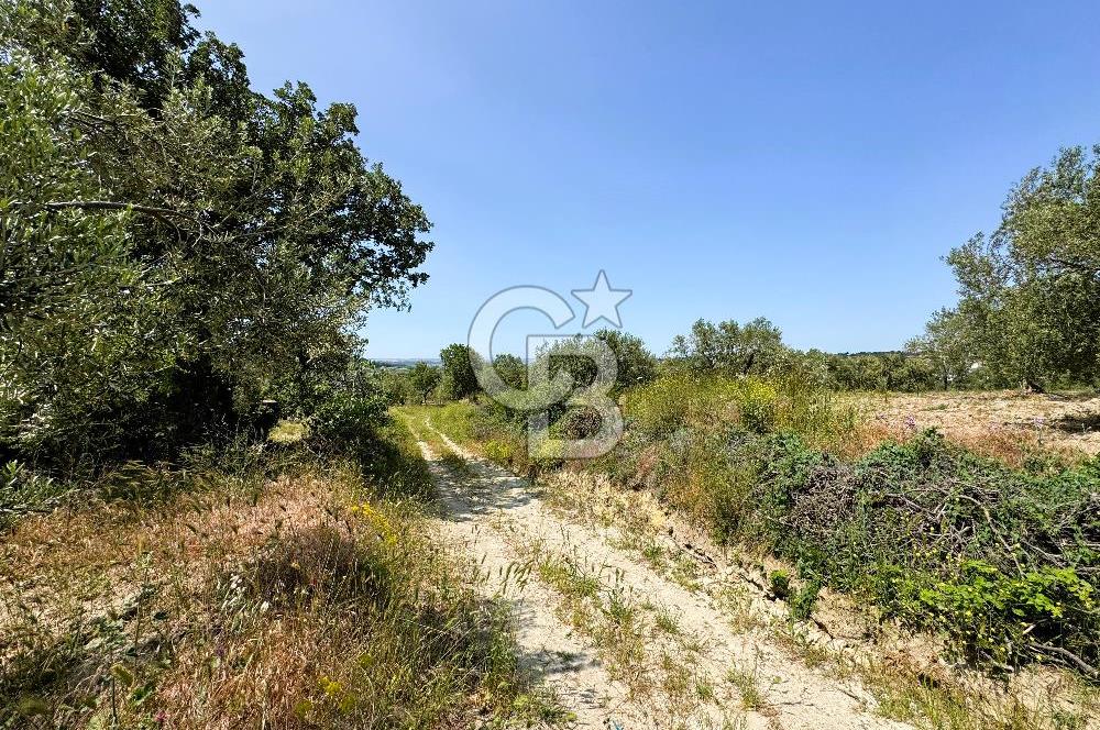 ÇANAKKALE İNTEPE'DE SATILIK ZEYTİNLİK
