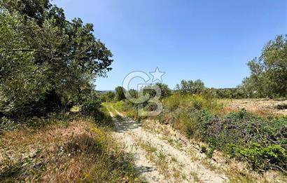 ÇANAKKALE İNTEPE'DE SATILIK ZEYTİNLİK