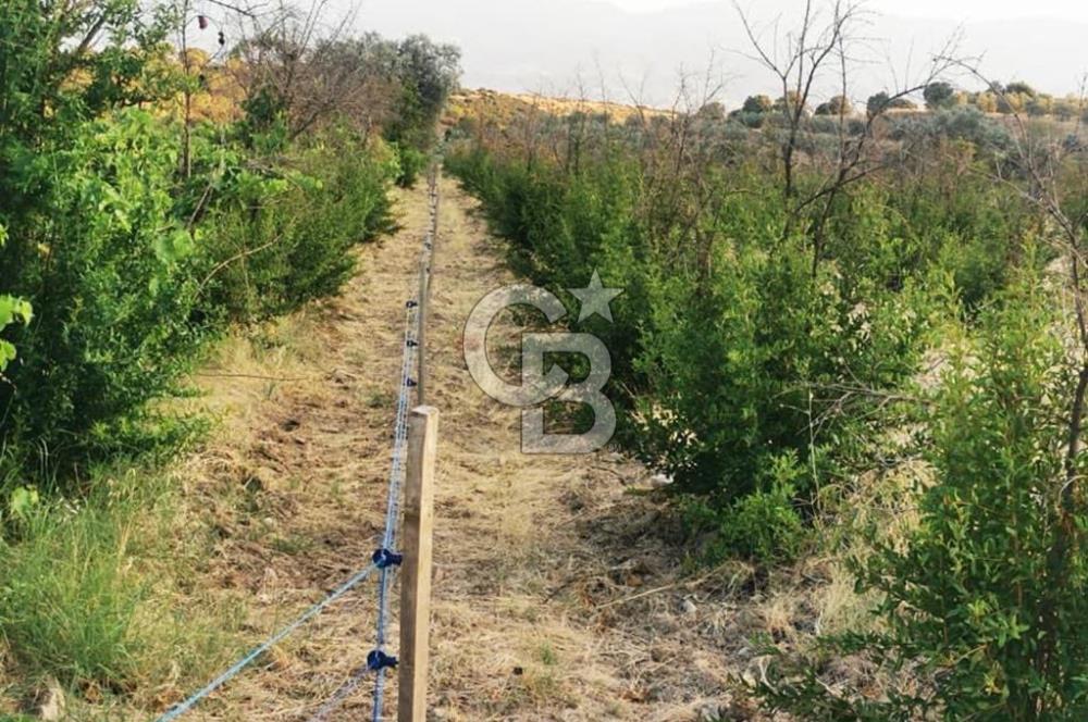 ALAŞEHİR SOĞANLI MAH. SİNDE 8701 M2 SATILIK BAĞ YERİ