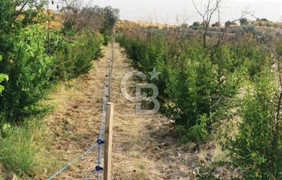 ALAŞEHİR SOĞANLI MAH. SİNDE 8701 M2 SATILIK BAĞ YERİ