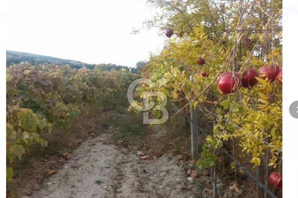 ALAŞEHİR SOĞANLI MAH. SİNDE 8701 M2 SATILIK BAĞ YERİ